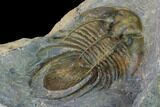 Spiny Kolihapeltis Trilobite - Rare Species #164517-4